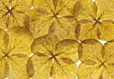 Hydrangea Petals II